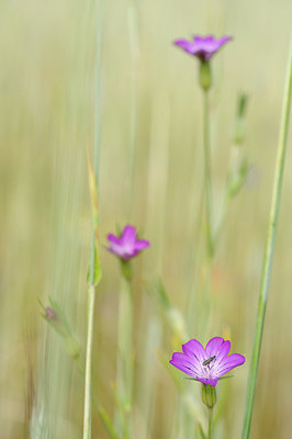 BUITEN BEELD Foto: 148190