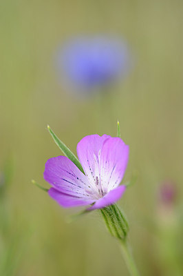 BUITEN BEELD Foto: 148191