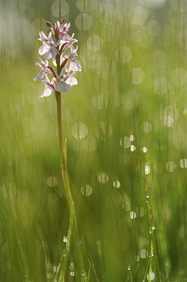 BUITEN BEELD Foto: 148195