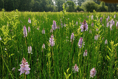 BUITEN BEELD Foto: 148198