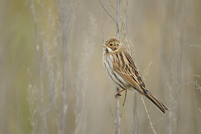 BUITEN BEELD Foto: 148215
