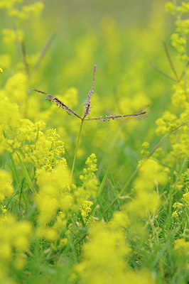 BUITEN BEELD Foto: 148227