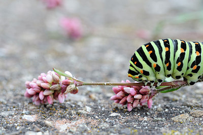 BUITEN BEELD Foto: 148235