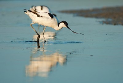 BUITEN BEELD Foto: 148256