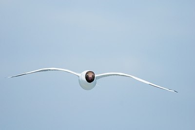 BUITEN BEELD Foto: 148257