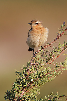 BUITEN BEELD Foto: 148259