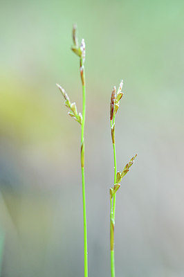 BUITEN BEELD Foto: 148260
