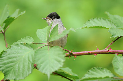 BUITEN BEELD Foto: 148268