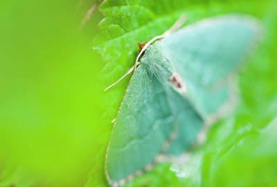 BUITEN BEELD Foto: 148287