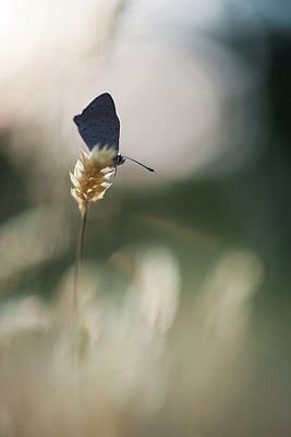 BUITEN BEELD Foto: 148291