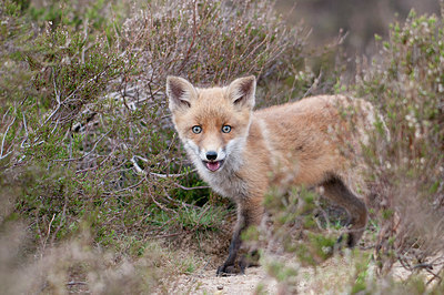 BUITEN BEELD Foto: 148295