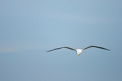 BUITEN BEELD Foto: 148298