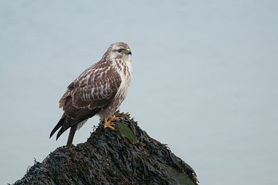 BUITEN BEELD Foto: 148307
