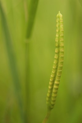 BUITEN BEELD Foto: 148359