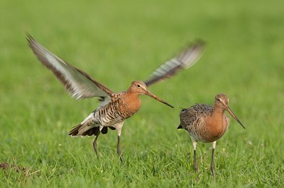 BUITEN BEELD Foto: 148396