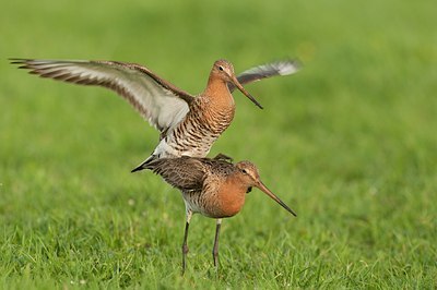 BUITEN BEELD Foto: 148397