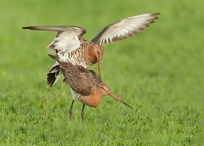BUITEN BEELD Foto: 148398