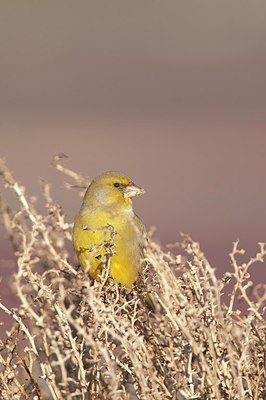 BUITEN BEELD Foto: 148404