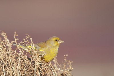 BUITEN BEELD Foto: 148405