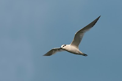 BUITEN BEELD Foto: 148410