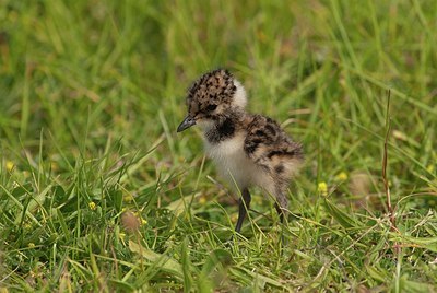 BUITEN BEELD Foto: 148414