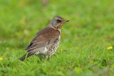 BUITEN BEELD Foto: 148417