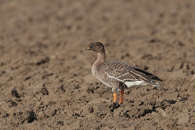 BUITEN BEELD Foto: 148428