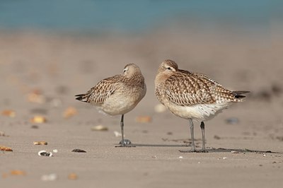 BUITEN BEELD Foto: 148430