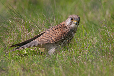 BUITEN BEELD Foto: 148439