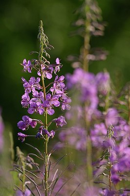 BUITEN BEELD Foto: 148464