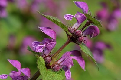 BUITEN BEELD Foto: 148466