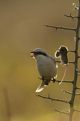 BUITEN BEELD Foto: 148477
