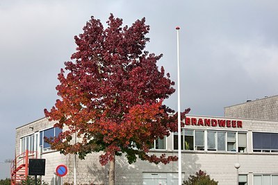 BUITEN BEELD Foto: 148493