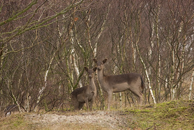 BUITEN BEELD Foto: 148499