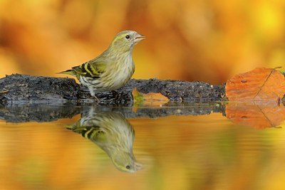 BUITEN BEELD Foto: 148528