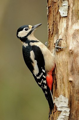 BUITEN BEELD Foto: 148539