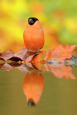 BUITEN BEELD Foto: 148548