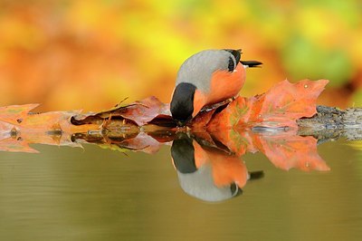 BUITEN BEELD Foto: 148549
