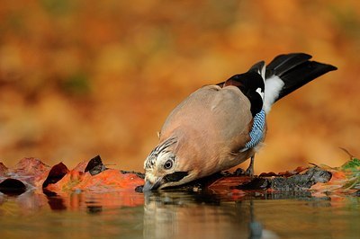 BUITEN BEELD Foto: 148556