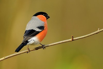BUITEN BEELD Foto: 148557