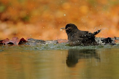 BUITEN BEELD Foto: 148558