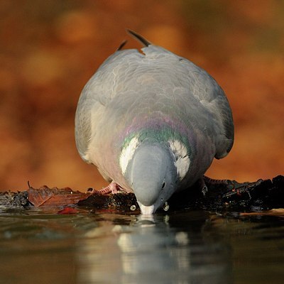 BUITEN BEELD Foto: 148559