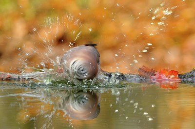 BUITEN BEELD Foto: 148560