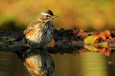 BUITEN BEELD Foto: 148570