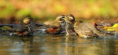 BUITEN BEELD Foto: 148571