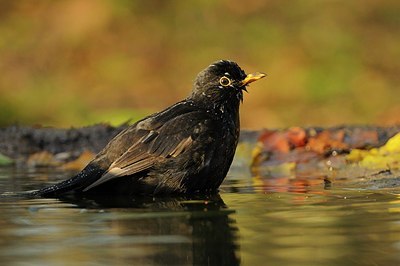 BUITEN BEELD Foto: 148575