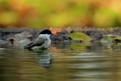 BUITEN BEELD Foto: 148578