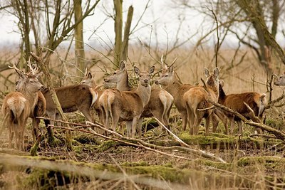 BUITEN BEELD Foto: 148584