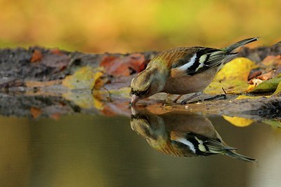 BUITEN BEELD Foto: 148600