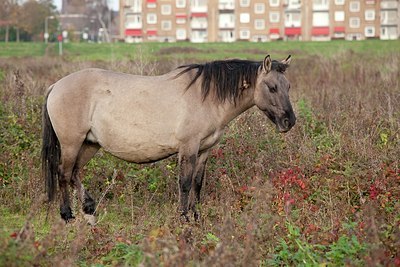 BUITEN BEELD Foto: 148622